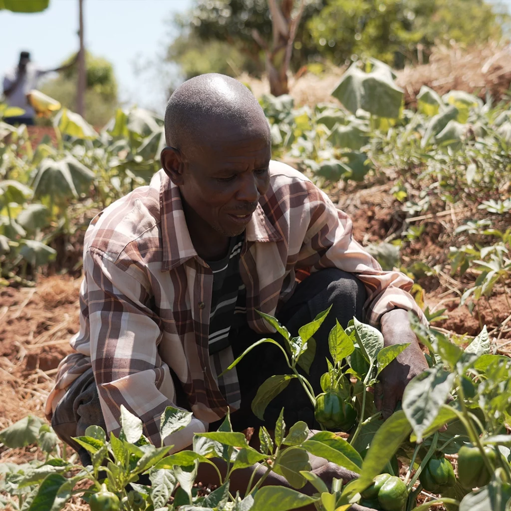 ABS Foundation - Enviu Project